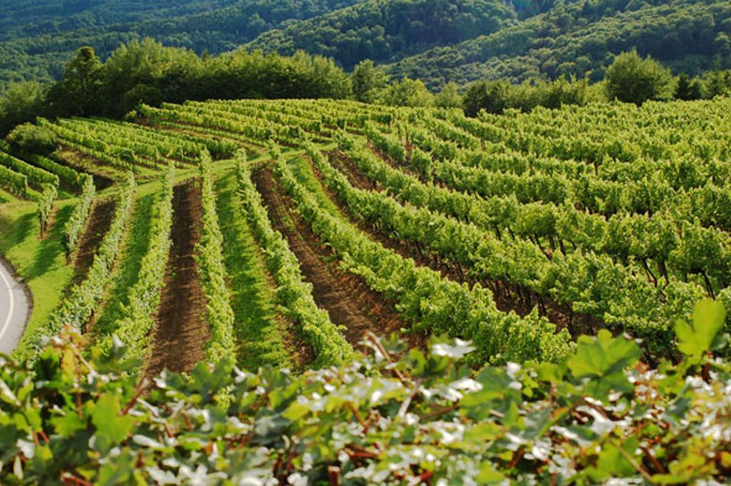 Landhaus Wachau Daire Aggsbach Dış mekan fotoğraf